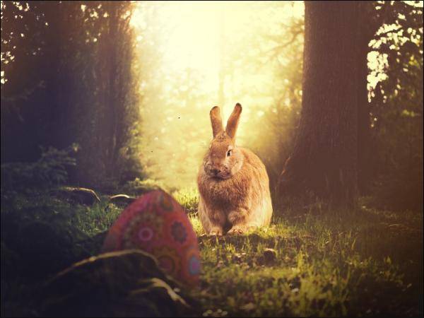Ostern kommt der Osterhase