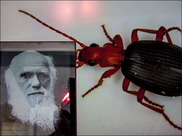 Evolutionstheorie