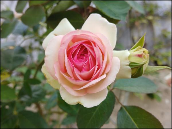 Die Anrufung „Rose ohne Dornen, o Maria, hilf!“